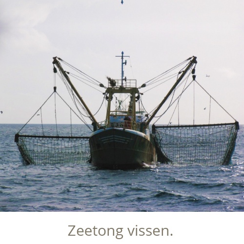 Zeetong vissen